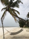 Indian Ocean coast. Coastal palms. Zanzibar island. Africa. Typical view