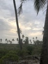 Indian Ocean coast. Coastal palms. Zanzibar island. Africa. Typical view