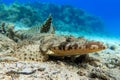 Indian ocean crocodilefish Papilloculiceps longiceps. Taken at Sharm el Sheikh- Red sea Egypt