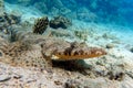 Indian ocean crocodilefish Papilloculiceps longiceps. Taken at Sharm el Sheikh- Red sea Egypt