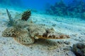 Indian ocean crocodilefish Papilloculiceps longiceps. Taken at Sharm el Sheikh- Red sea Egypt