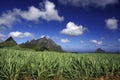 INDIAN OCEAN MAURITIUS SUGAR CANE PLANATION Royalty Free Stock Photo