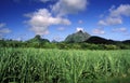 INDIAN OCEAN MAURITIUS SUGAR CANE PLANATION Royalty Free Stock Photo