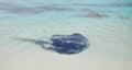 Indian Ocean Sting Ray