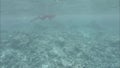 Indian Ocean, underwater reefs and a diver. Maldives video. Low contrast, desaturate