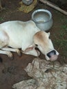 Indian odisha house pet brown sleeping cattle with white polythin Royalty Free Stock Photo