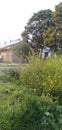 Indian old village house with some mango trees with flower