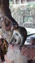 Indian Old World Monkey The rhesus macaque.