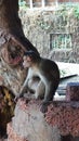 Indian Old World Monkey The rhesus macaque. Royalty Free Stock Photo