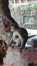 Indian Old World Monkey The rhesus macaque.