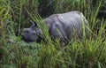Indian one horned big rhinoceros in Kaziranga National Park - Assam, India Royalty Free Stock Photo