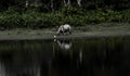 Indian one horned big rhinoceros in Kaziranga National Park - Assam, India Royalty Free Stock Photo