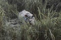 Indian one horned big rhinoceros in Kaziranga National Park - Assam, India Royalty Free Stock Photo