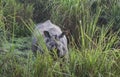 Indian one horned big rhinoceros in Kaziranga National Park - Assam, India Royalty Free Stock Photo