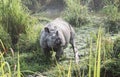 Indian one horned big rhinoceros in Kaziranga National Park - Assam, India Royalty Free Stock Photo
