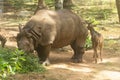 Indian One-horned Rhinoceros Royalty Free Stock Photo