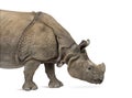 Indian one-horned rhinoceros Royalty Free Stock Photo
