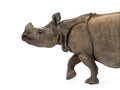 Indian one-horned rhinoceros Royalty Free Stock Photo