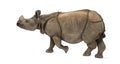 Indian one-horned rhinoceros