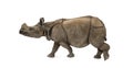 Indian one-horned rhinoceros