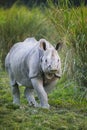 Indian One Horned Rhinoceros, Rhinoceros unicornis Royalty Free Stock Photo