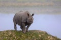 Indian One Horned Rhinoceros, Rhinoceros unicornis Royalty Free Stock Photo