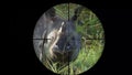 Indian One Horned Rhinoceros Seen in Gun Rifle Scope. Wildlife Hunting. Poaching Endangered, Vulnerable, and Threatened