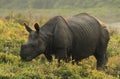 Indian One-Horned Rhinoceros youth Royalty Free Stock Photo
