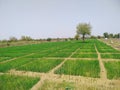 Indian onion crops
