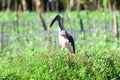 Indian Open-billed Stork