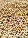 Indian organic soybeans in a farm.