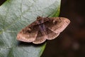 Indian Owlet-moth on green leaf