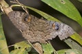Indian Owlet Moth resting on a tree