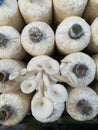 Indian Oyster in a mushroom cube at mushroom farm.