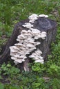 Indian oyster mushrooms