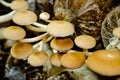 Indian Oyster or Phoenix Mushroom