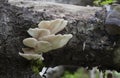 Indian oyster, Pleurotus pulmonarius growing on aspen tree