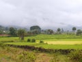 Indian paddy crop feilds after rain