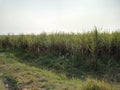 Indian paddy feild rice crop