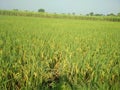 Indian paddy field in morning time of kushinagar village