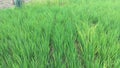 Indian Paddy field