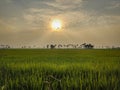 indian paddy fields during sunset
