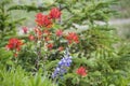 Indian Paint Brush Lupine flower wildflowers Royalty Free Stock Photo