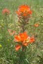 Indian Paint Brush Royalty Free Stock Photo