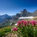 Indian Paint Brush at Siyeh Pass