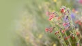 Indian paint brush wildflowers close up shot Royalty Free Stock Photo