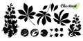 Vector set of silhouettes Buckeye or Horse chestnut flower, seed and leaf in black isolated on white background. Royalty Free Stock Photo
