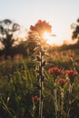 Indian Paintbrush bloom in the setting sun Royalty Free Stock Photo