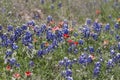 Indian Paintbrush and Bluebonnet Wildflowers Royalty Free Stock Photo