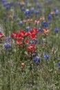 Indian Paintbrush and Bluebonnet Wildflowers Royalty Free Stock Photo